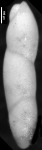 Pleurostomella nuttalli Cushman & Seigfus, 1939. Holotype