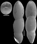 Pleurostomella nuttalli Cushman & Seigfus, 1939. Identified specimen