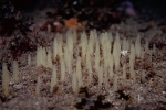 Porifera (sponges)