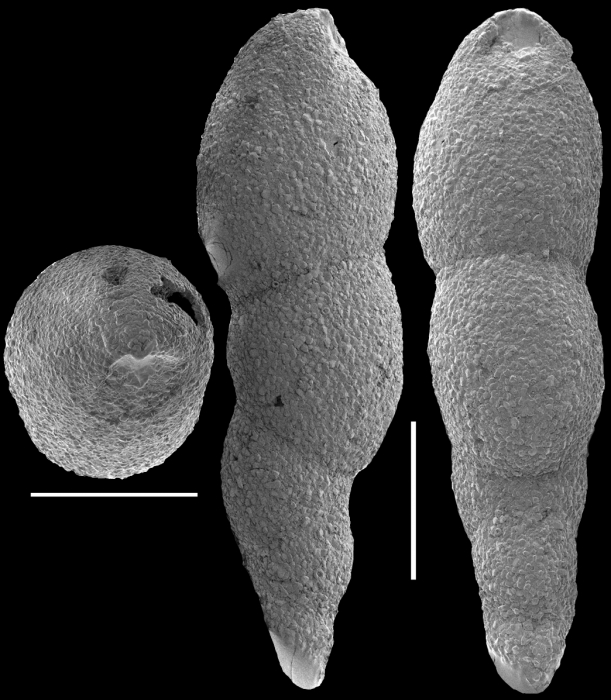 Pleurostomella nuttalli Cushman & Seigfus, 1939. Identified specimen Pleurostomella nuttalli Cushman & Seigfus, 1939. Identified specimen