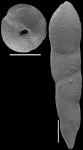 Pleurostomella nuttalli Cushman & Seigfus, 1939. Identified specimen