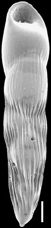 Pleurostomella sapperi Schubert, 1911. Identified specimen. Pleurostomella sapperi Schubert, 1911. Identified specimen.