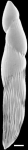 Pleurostomella sapperi Schubert, 1911. Identified specimen