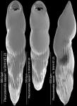 Pleurostomella sapperi Schubert, 1911. Identified specimen