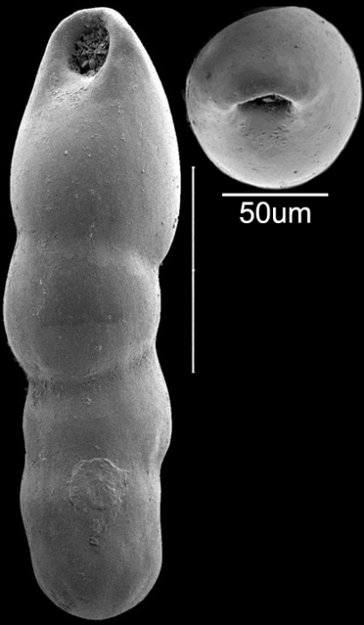 Pleurostomella subnodosa (Reuss, 1851) Identified specimen Pleurostomella subnodosa (Reuss, 1851) Identified specimen