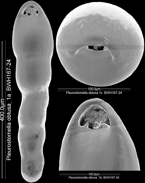 Pleurostomella subnodosa (Reuss, 1851). Identified specimen Pleurostomella subnodosa (Reuss, 1851). Identified specimen