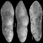 Pleurostomella torta Cushman, 1926 Holotype
