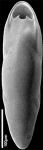 Chromista - Foraminifera (foraminifers)