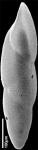 Pleurostomella wadowicensis Gryzbowski, 1896. Identified specimen