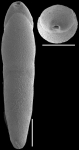 Pleurostomella wadowicensis Gryzbowski, 1896. Identified specimen