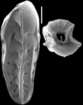 Bolivinita pliozea Finlay, 1939 Identified specimen