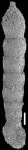 Martinotiella variabilis (Schwager, 1866). Identified specimen