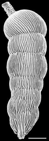 Rectuvigerina striata (Schwager, 1866) Identified specimen Rectuvigerina striata (Schwager, 1866) Identified specimen