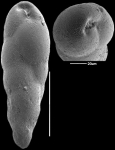 Fursenkoina texturata (Brady, 1884) Identified specimen