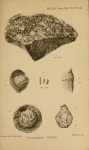 Saccammina carteri Brady, 1871