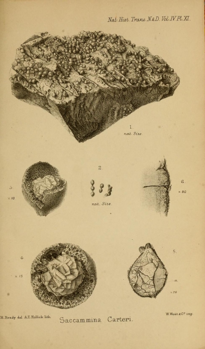 Saccammina carteri Brady, 1871 Saccammina carteri Brady, 1871