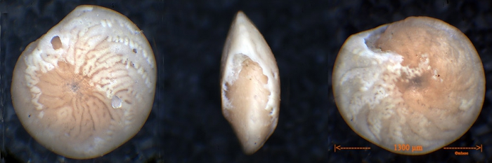 Misidentified Amphistegina lessonii see note Misidentified Amphistegina lessonii see note