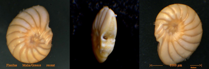 Nonion asterizans Nonion asterizans