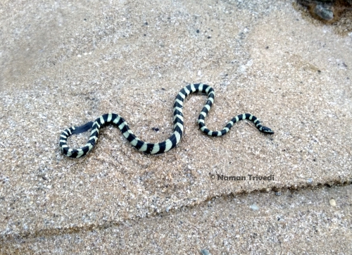 Hydrophis lapemoides Hydrophis lapemoides