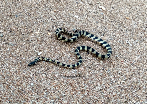 Hydrophis lapemoides Hydrophis lapemoides