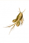 Monoculus quadricornis