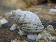 Dogwhelk feeding on barnacles 