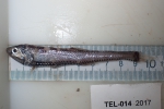 Polymetme thaeocoryla, author: Nozes, Claude