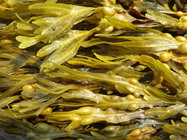 Fucus vesiculosus, L. 