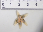 Leptasterias groenlandica - small, author: Nozes, Claude