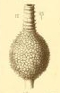 Lagena decorata Seguenza, 1880
