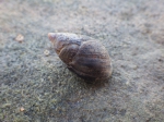 Molluscs