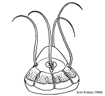 Aeginopsis laurentii from Kramp (1959)