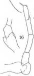 Habitus and P5 of the described male (from Wolfenden 1905)