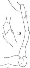 Habitus and P5 of the described male (from Wolfenden 1905) Habitus and P5 of the described male (from Wolfenden 1905)