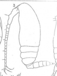 Habitus and P5 of the described male (from Wolfenden 1905)