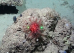 Octocorallia