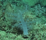 Aquaumbridae, 422 m West Florida Escarpment, Gulf of Mexico.

Photograph courtesy of NOAA-Pelagic Research Services. Identification by P. Etnoyer and D. Wagner.