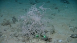 Cnidaria