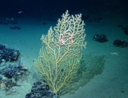 Paramuricea sp., 432 m West Florida Escarpment, Gulf of Mexico.

Photograph courtesy of NOAA-Pelagic Research Services. Identification by P. Etnoyer and D. Wagner.