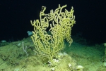 Anthozoa