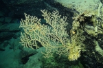 Paramuricea sp., 686 m West Florida Escarpment, Gulf of Mexico.

Photograph courtesy of NOAA-Pelagic Research Services. Identification by P. Etnoyer and D. Wagner.