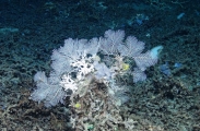author: NOAA-Pelagic Research Services