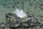 Cnidaria