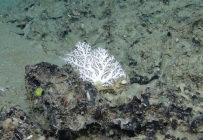 Stylaster sp., 408 m West Florida Escarpment, Gulf of Mexico.

Photograph courtesy of NOAA-Pelagic Research Services. Identification by P. Etnoyer and D. Wagner.