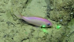 Anthias woodsi, 406 m West Florida Escarpment, Gulf of Mexico.

Photograph courtesy of NOAA-Pelagic Research Services. Identification from photograph by S. Harter.