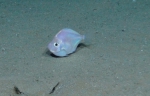 Antigonia sp., 406 m West Florida Escarpment, Gulf of Mexico.

Photograph courtesy of NOAA-Pelagic Research Services. Identification from photograph by S. Harter.