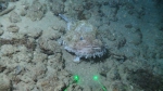 Lophiodes beroe, 412 m West Florida Escarpment, Gulf of Mexico.

Photograph courtesy of NOAA-Pelagic Research Services. Identification from photograph by S. Harter.