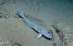 Lopholatilus chamaeleonticeps, 386 m West Florida Escarpment, Gulf of Mexico.

Photograph courtesy of NOAA-Pelagic Research Services. Identification from photograph by S. Harter.