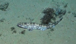 Scyliorhinus retifer, 412 m West Florida Escarpment, Gulf of Mexico.

Photograph courtesy of NOAA-Pelagic Research Services. Identification from photograph by S. Harter.