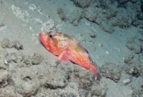 Trachyscorpia cristulata, 410 m West Florida Escarpment, Gulf of Mexico.

Photograph courtesy of NOAA-Pelagic Research Services. Identification from photograph by S. Harter.